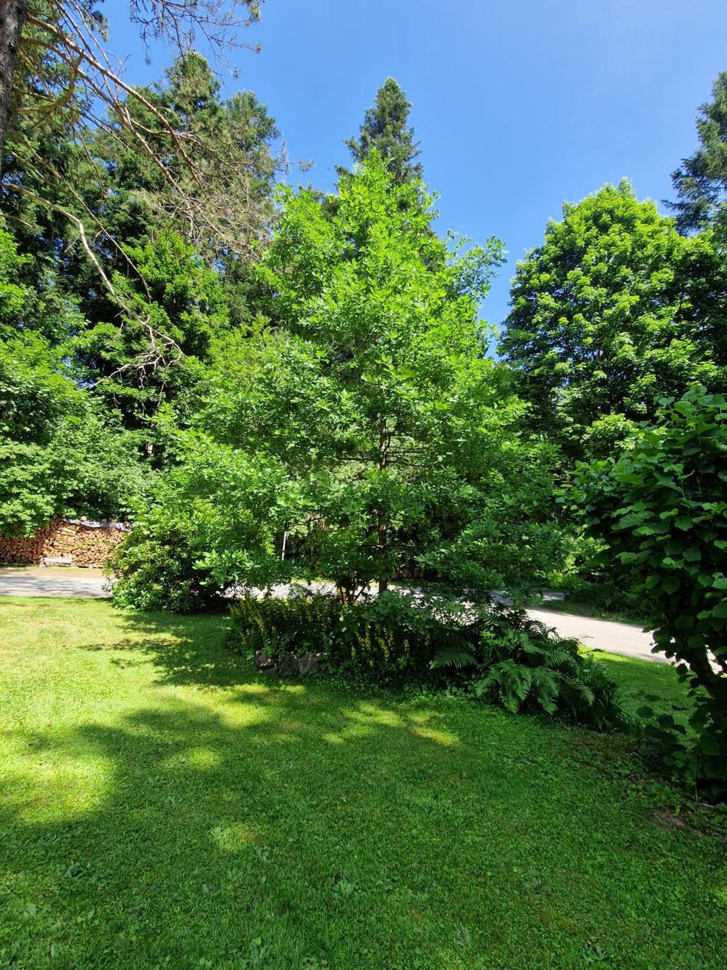 Accommodatie bij particulieren Gaestezimmer Im Haus Am Wald Freudenstadt